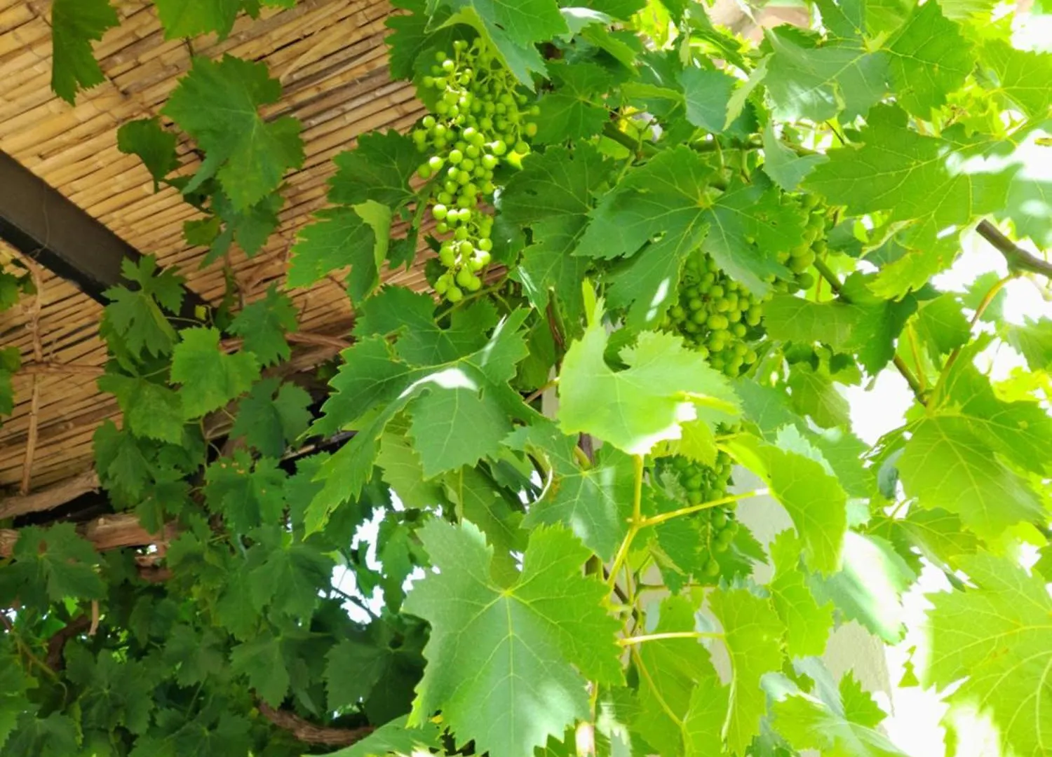 Holiday home La Sombra Villa Antequera